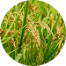 米糠精華