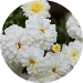不知火菊