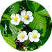草莓花