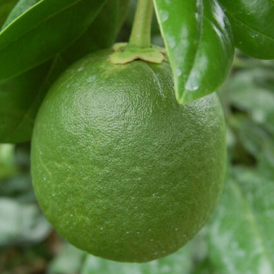 早摘晚白柚精華