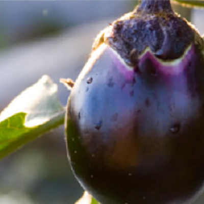 泉州水茄子精華