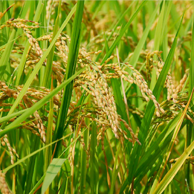 白米・米糠精華