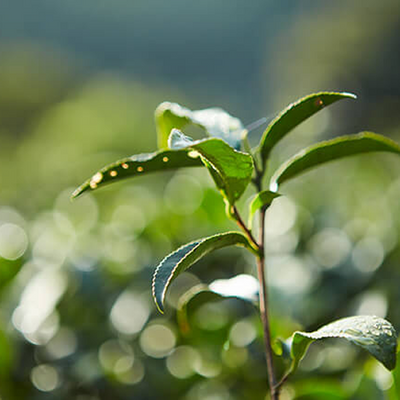 蜜香紅茶精華