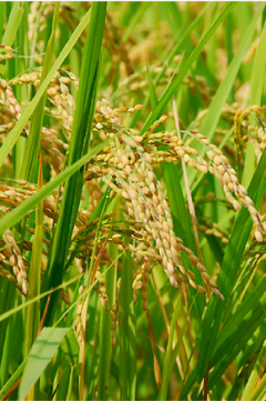 白米・米糠精華